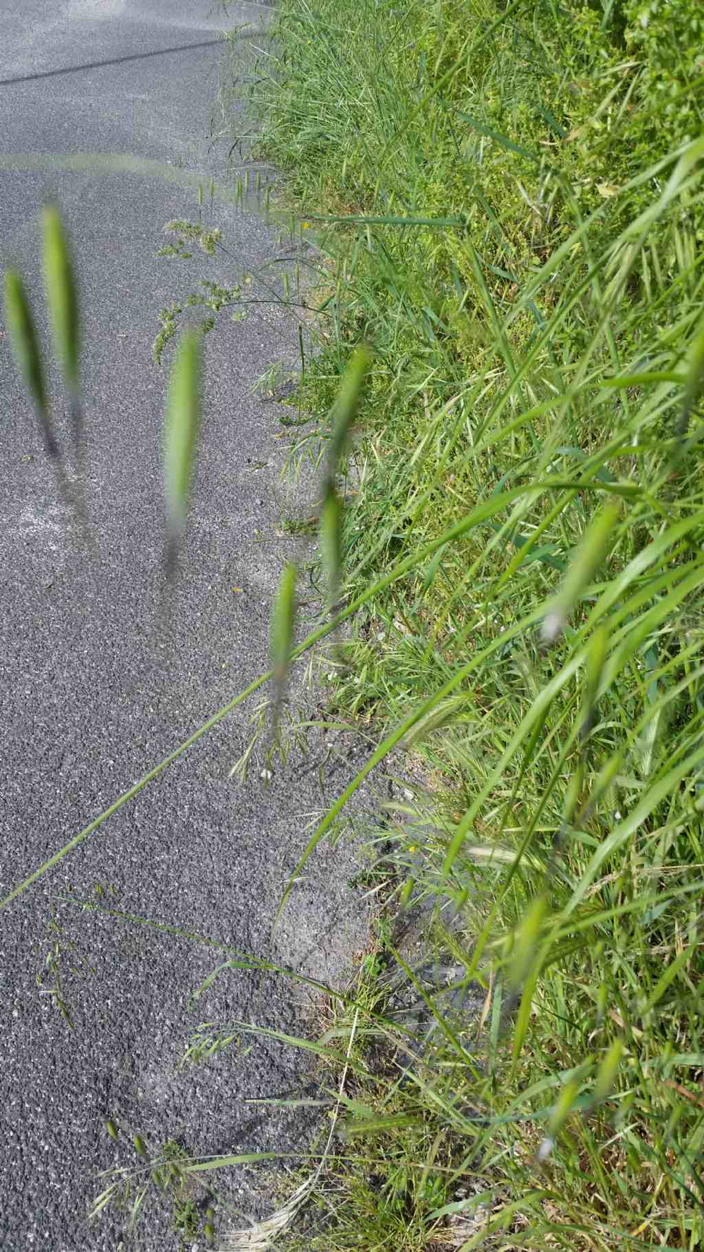 Avena barbata Pott. ex Link (Poaceae)